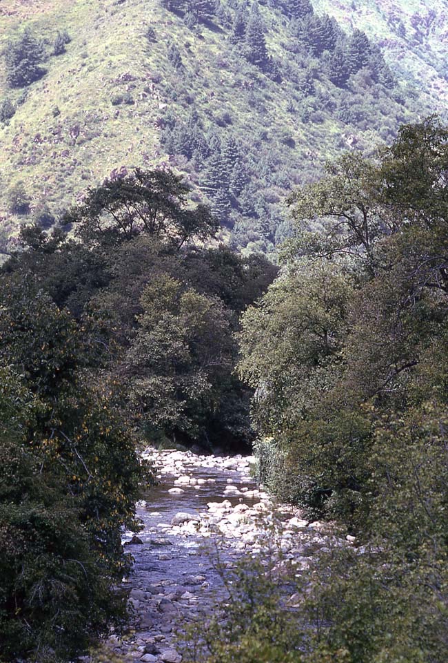 Palipora Bridge View